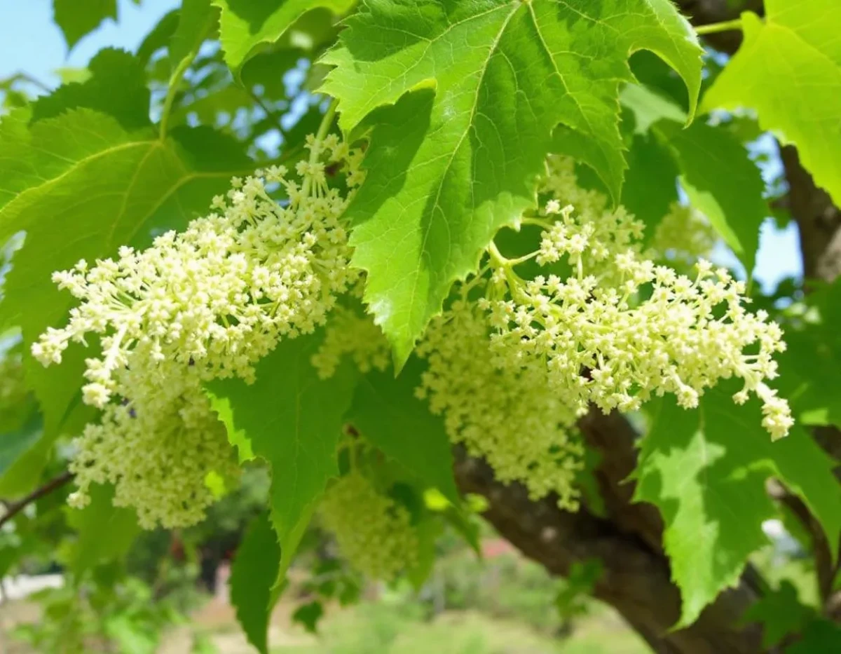 Précautions Essentielles à Prendre Avant de Planter un Catalpa : Guide des Inconvénients